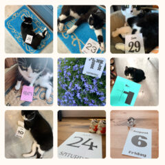 めくるのが楽しくなる！日めくりカレンダー2022