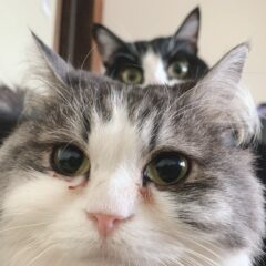 コトイロの看板猫たちのご紹介