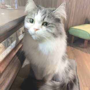 コトイロの看板猫≪ マリィ≫との出会い①