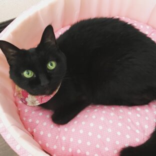 店主が猫が大好きになったきっかけ