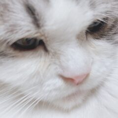 コトイロの看板猫≪ マリィ≫との出会い②