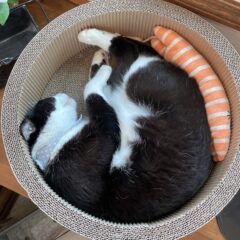 看板猫たちの仕事ぶり