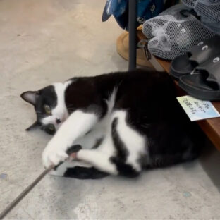 ねこのてで猫とふれあってみた