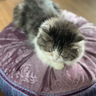 休日の猫たちの過ごし方