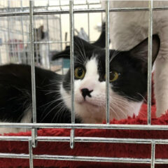 コトイロの看板猫≪ ムーン≫との出会い