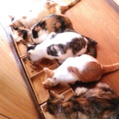 猫のごはんは1日何回？早朝に起こされない我が家の給餌大公開。