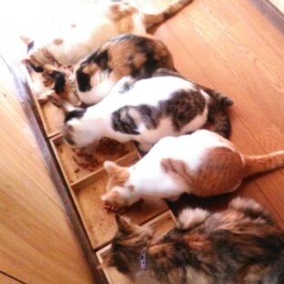 猫のごはんは1日何回?早朝に起こされない我が家の給餌大公開。