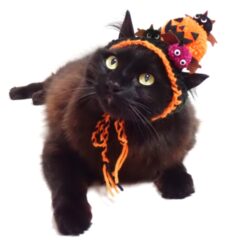 知ってる？ハロウィンの起源とおうちでの楽しみ方