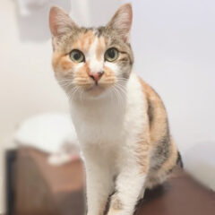 迷子ねこを保護したらどうすればいい？実録 迷子ミケちゃんの話。