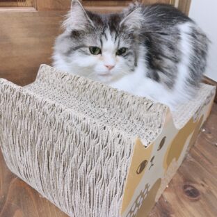 血統書でわかる?猫の親戚探し