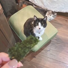 看板猫ムーンがすきなたべものは・・・