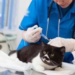 受けてる？愛猫の健康診断