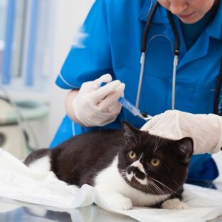 受けてる?愛猫の健康診断