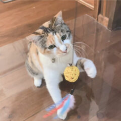 保護猫みけちゃん（さらにその後）