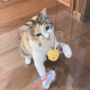 保護猫みけちゃん(さらにその後)