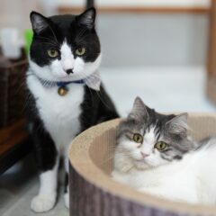 看板猫たちを取材していただきました