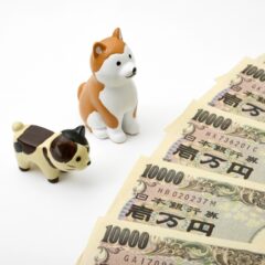 愛猫の万が一に備えてる？？ペット保険について