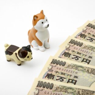 愛猫の万が一に備えてる??ペット保険について