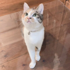 保護猫みけちゃん、さくらねこになる