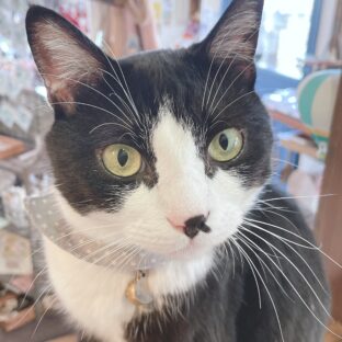 看板猫むーちゃんの尿管結石闘病記（診断）