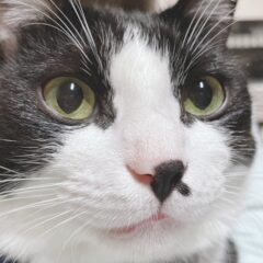 看板猫むーちゃんの尿管結石闘病記（予兆）