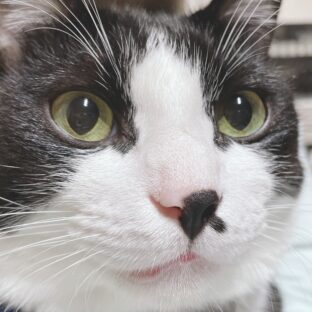 看板猫むーちゃんの尿管結石闘病記（予兆）