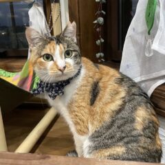 保護猫みけちゃん、血液検査に行く