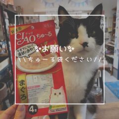 みんな大好き、ちゅーるの外袋寄付のお願い