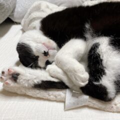 看板猫むーちゃんの尿管結石闘病記（手術）