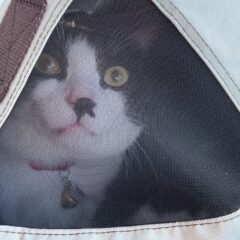 看板猫むーちゃんの尿管結石闘病記（転院・入院）