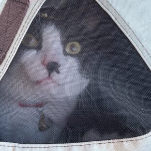 看板猫むーちゃんの尿管結石闘病記（転院・入院）