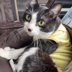 看板猫むーちゃんの尿管結石闘病記（手術後・退院）