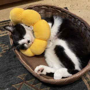 こんなにかかる！猫の尿管結石の手術・通院治療費