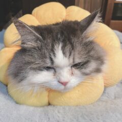 マリィにも不調発見！人工尿管SUBシステム設置しました