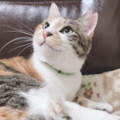 保護猫みけちゃん、お嫁にいく