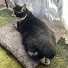 看板猫ムーンの短いしっぽのヒミツ