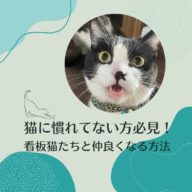 猫に慣れてない方必見！看板猫たちと仲良くなる方法