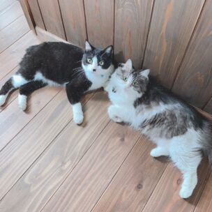 猫モチーフの雑貨と暮らし