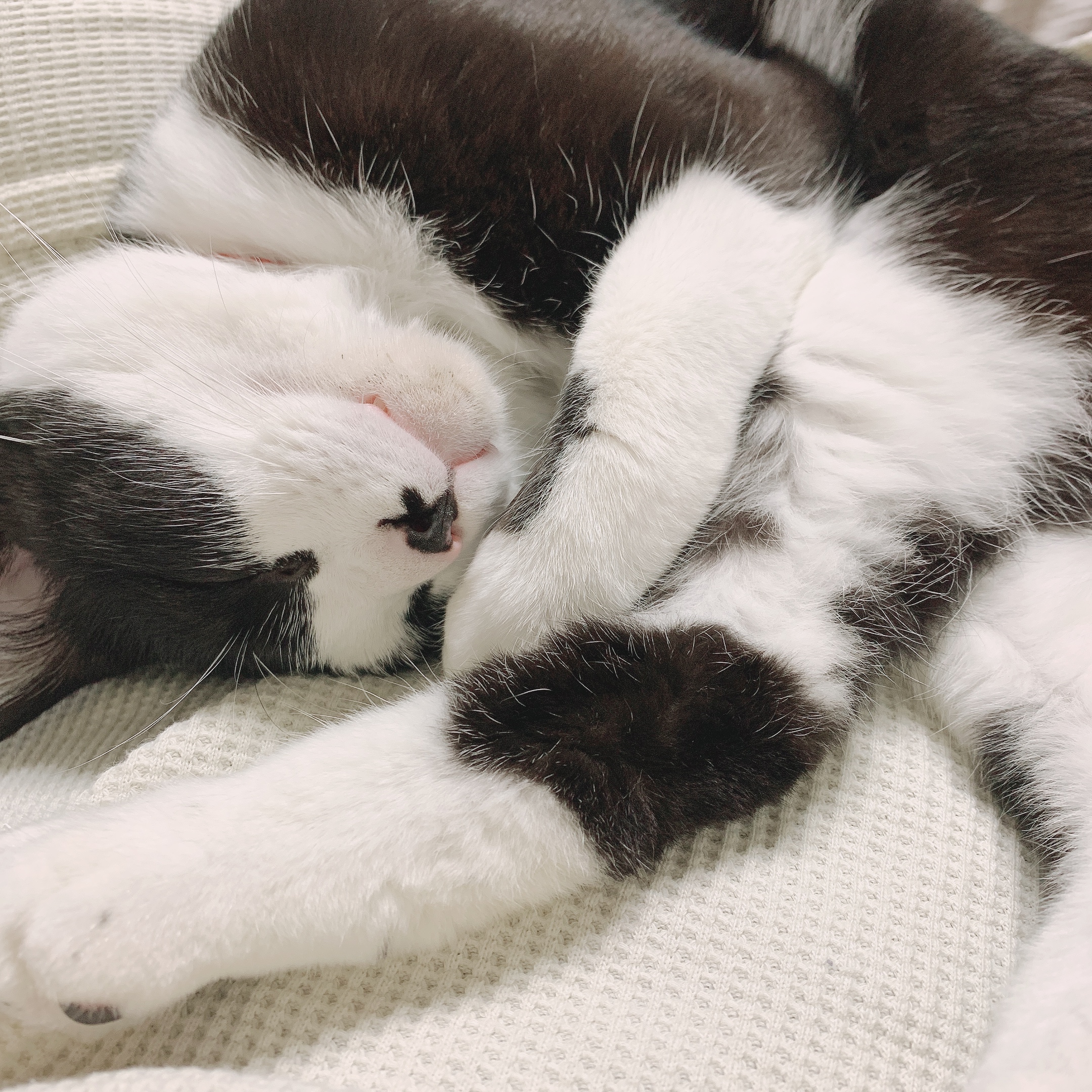 無防備に眠る猫