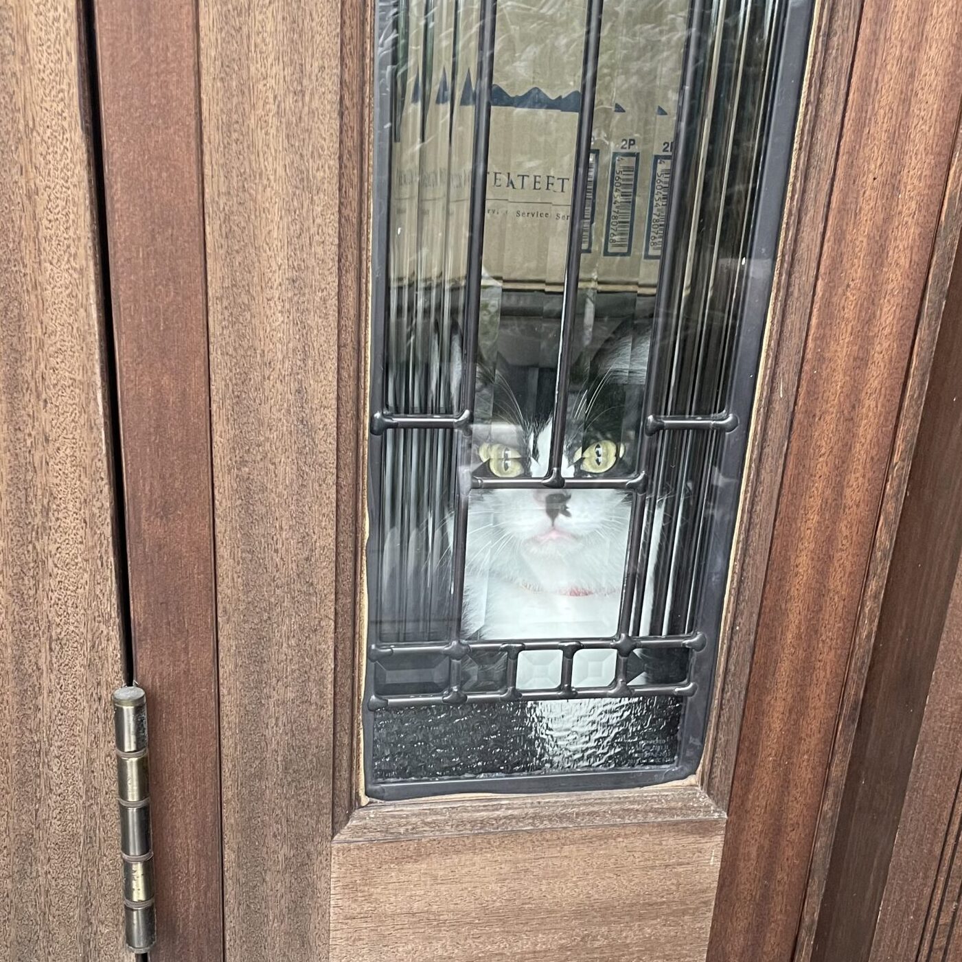 玄関でお出迎えする猫