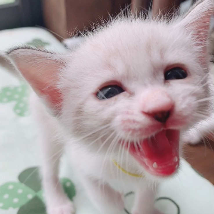 猫好き必見！】かわいい猫であふれる癒し空間！心癒される猫の世界 | cotoiro（コトイロ）