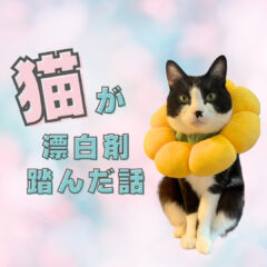 事件発生！猫が漂白剤を踏んだ話